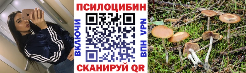 Купить  Тайга  Псилоцибиновые грибы Cubensis 