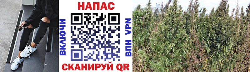 Шишки марихуана SATIVA & INDICA  Купить закладки  Тайга 